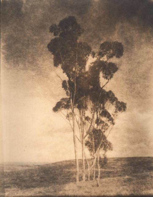 untitled [landscape, five trees, hilltop]