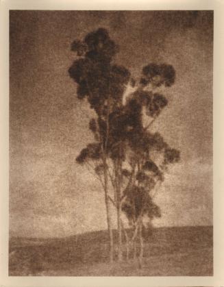 untitled [landscape, five trees, hilltop]