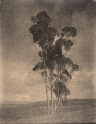 untitled [landscape, five trees, hilltop]