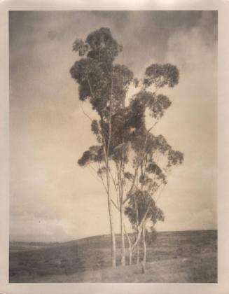 untitled [landscape, three eucalyptus trees]