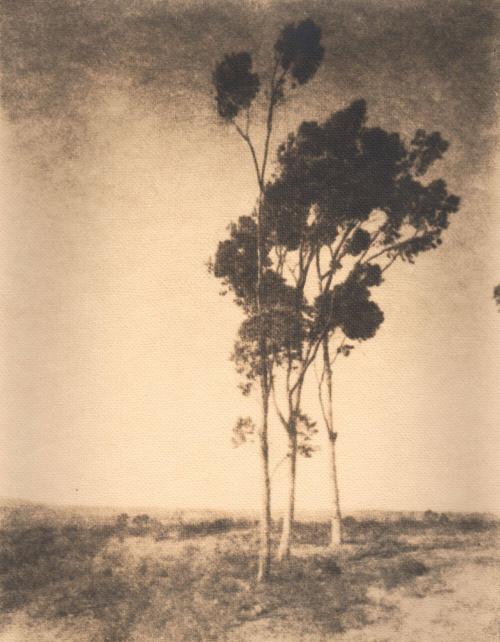 untitled [landscape, three eucalyptus trees]