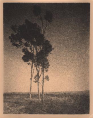 untitled [landscape, three eucalyptus trees]