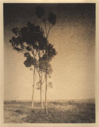 untitled [landscape, three eucalyptus trees]