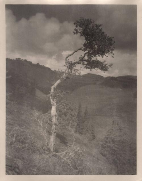 untitled [landscape, solitary eucalyptus tree]