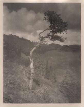 untitled [landscape, solitary eucalyptus tree]