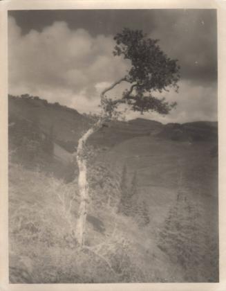 untitled [landscape, solitary eucalyptus tree]