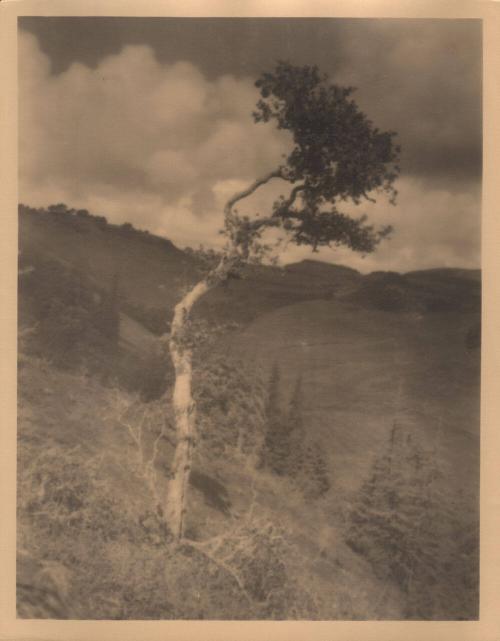 untitled [landscape, solitary eucalyptus tree]