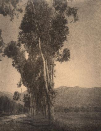 untitled [landscape, group of trees]