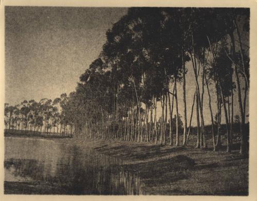 untitled [row of trees, water’s edge]