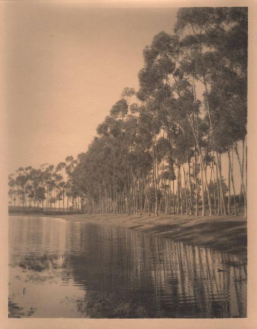 untitled [row of trees, water’s edge]