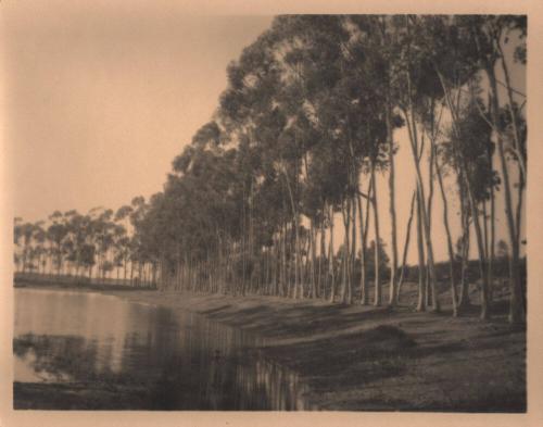 untitled [row of trees, water’s edge]