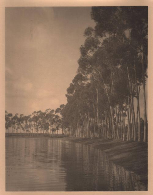 untitled [row of trees, water’s edge]