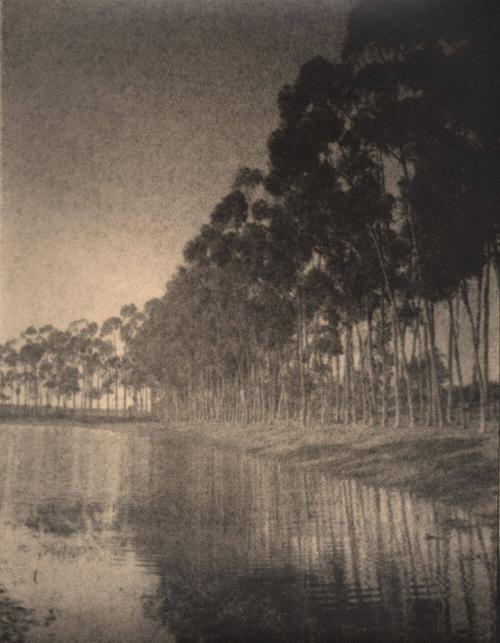 untitled [row of trees, water’s edge]