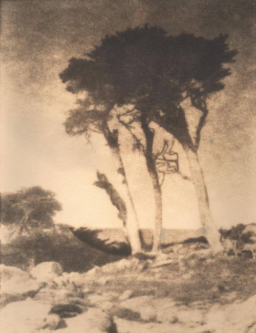 untitled [rocky landscape, small group of cypress trees]