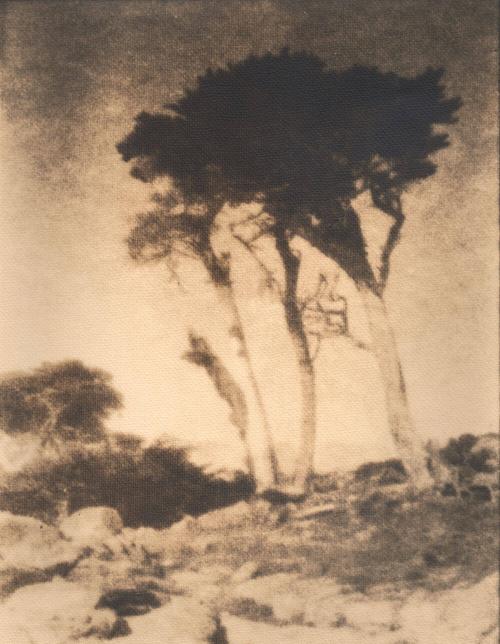 untitled [rocky landscape, small group of cypress trees]