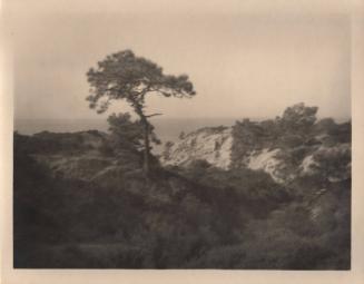 untitled [solitary torrey pine, ocean view, landscape/cliff]