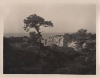 untitled [solitary torrey pine, ocean view, landscape/cliff]