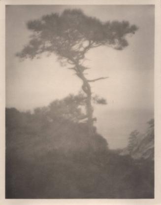 untitled [solitary torrey pine, ocean view, landscape/cliff]