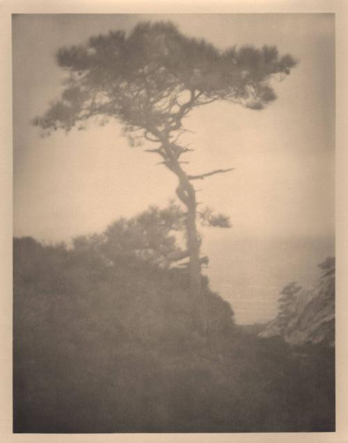 untitled [solitary torrey pine, ocean view, landscape/cliff]