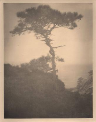 untitled [solitary torrey pine, ocean view, landscape/cliff]