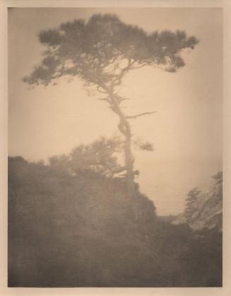 untitled [solitary torrey pine, ocean view, landscape/cliff]