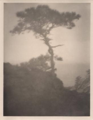 untitled [solitary torrey pine, ocean view, landscape/cliff]