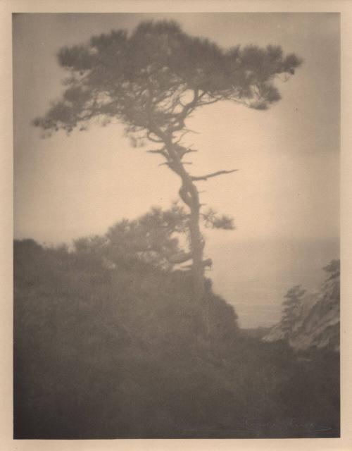 untitled [solitary torrey pine, ocean view, landscape/cliff]