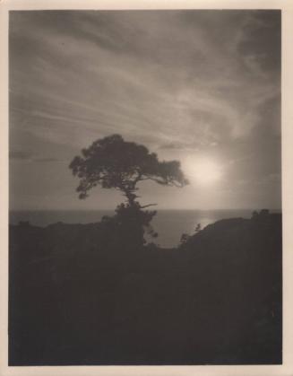 untitled [solitary torrey pine, landscape/cliff edge, sky/sunset]