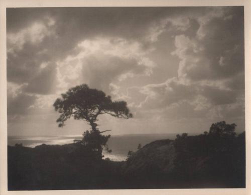 untitled [solitary torrey pine, landscape/cliff edge, cloudy sky]