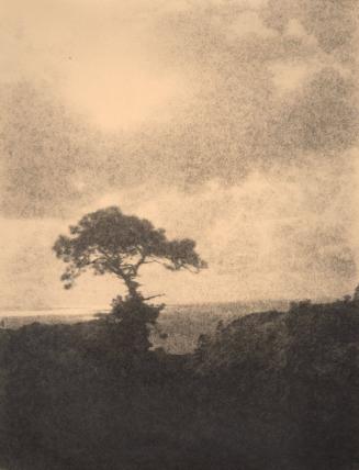 untitled [solitary torrey pine, landscape/cliff edge, cloudy sky]