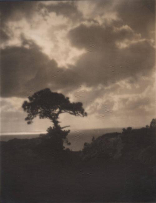 untitled [solitary torrey pine, landscape/cliff edge, cloudy sky]