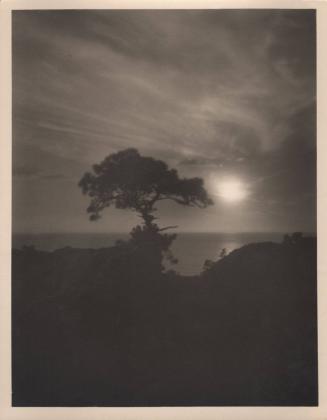 untitled [solitary torrey pine, landscape/cliff edge, sky/sunset]