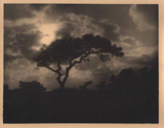 untitled [solitary torrey pine, silhouette, ocean view, landscape/sky]