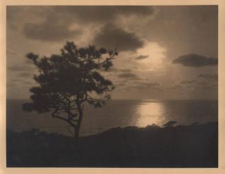 untitled [solitary torrey pine, ocean/sky view, sunset]