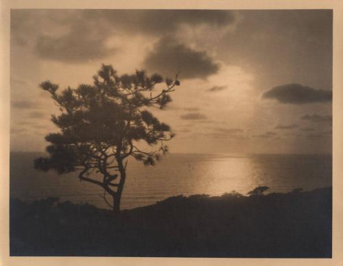 untitled [solitary torrey pine, ocean/sky view, sunset]