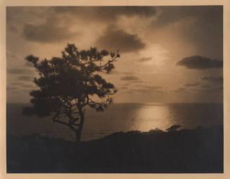 untitled [solitary torrey pine, ocean/sky view, sunset]