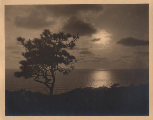 untitled [solitary torrey pine, ocean/sky view, sunset]