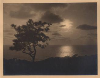 untitled [solitary torrey pine, ocean/sky view, sunset]