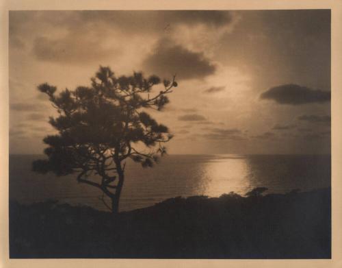 untitled [solitary torrey pine, ocean/sky view, sunset]