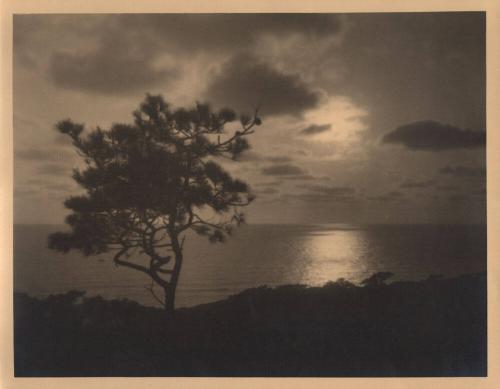 untitled [solitary torrey pine, ocean/sky view, sunset]