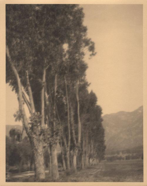 untitled [line of poplar trees]