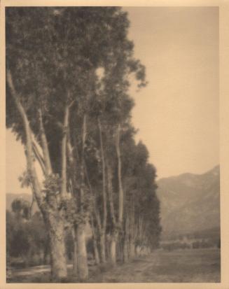 untitled [line of poplar trees]