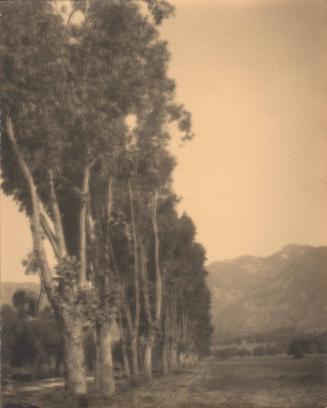 untitled [line of poplar trees]