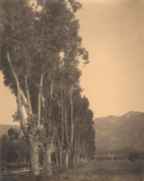 untitled [line of poplar trees]