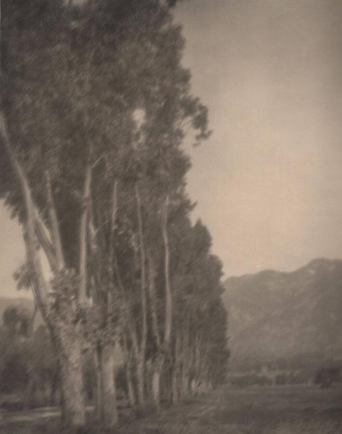 untitled [line of poplar trees]