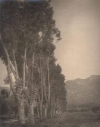 untitled [line of poplar trees]