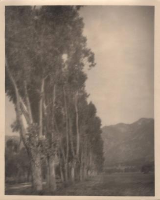 untitled [line of poplar trees]