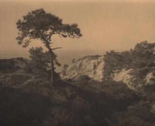 untitled [solitary torrey pine, ocean cliff]