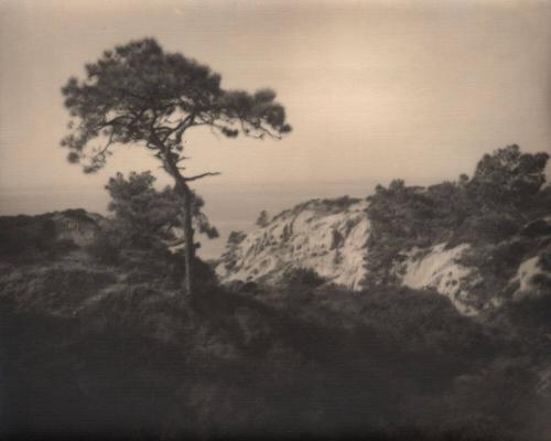 [Solitary torrey pine]