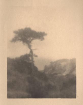 untitled [solitary torrey pine, ocean cliff]